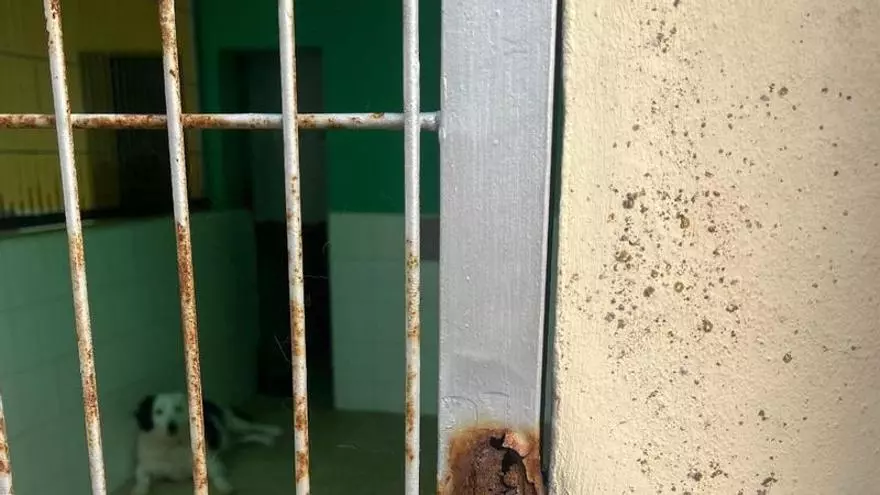 Jaulas oxidadas y filtraciones: Act 4 Animals alerta del deterioro del Centro de Protección Animal Sa Coma y pide una intervención inmediata