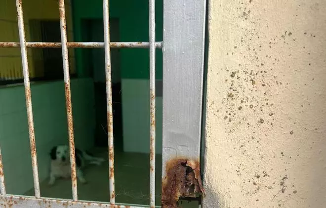 Las imágenes que denuncia Act 4 Animals de sa Coma en Ibiza