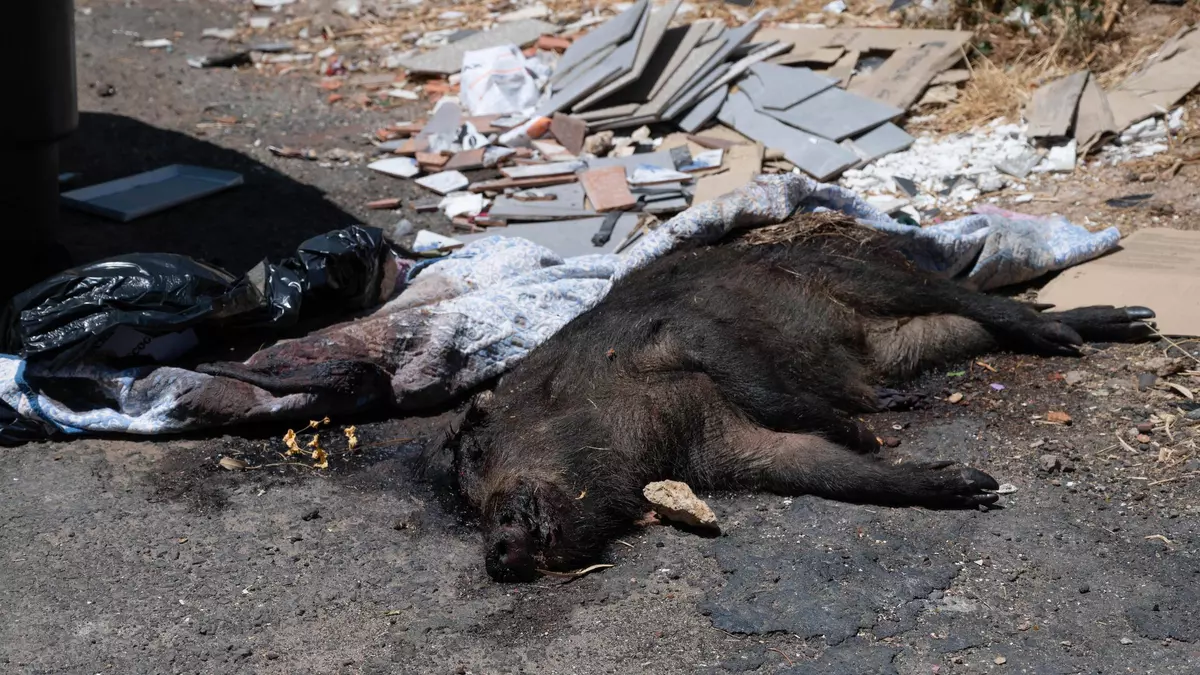 Recogen el jabalí muerto que apareció junto a unos contenedores en Badajoz