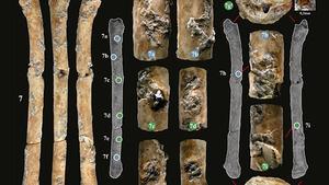 Aerófonos fabricados con hueso procedentes del yacimiento arqueológico de Eynan (Mallaha), en el valle del Jordán (Israel).  