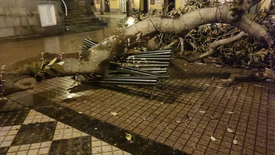 Una rama de gran tamaño cae en la Plaza de las Ranas y destroza un banco