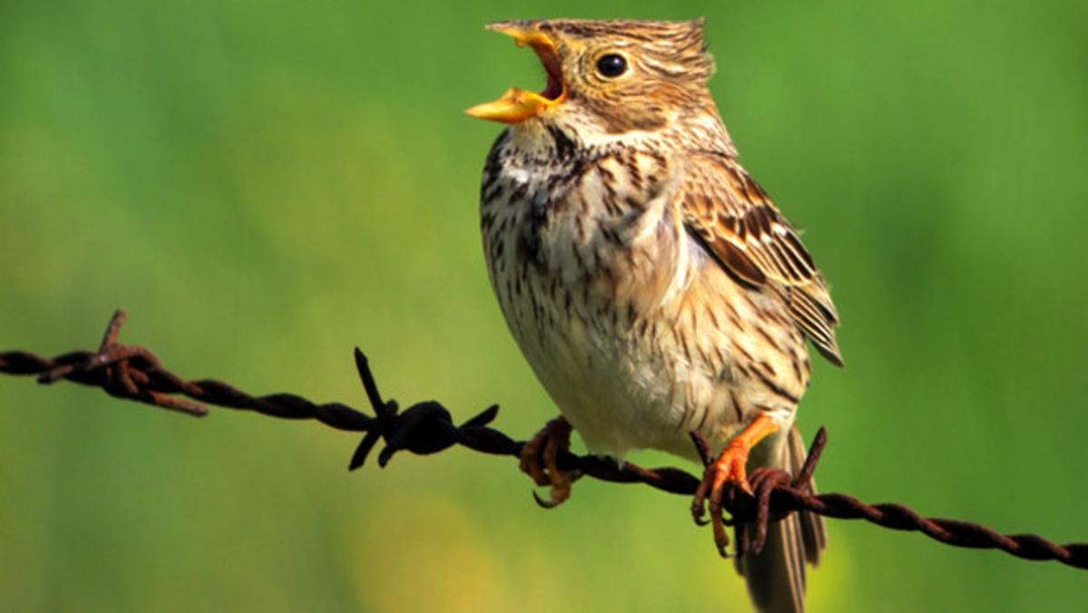 Un cruixidell canta sobre un setge de pues rovellat.