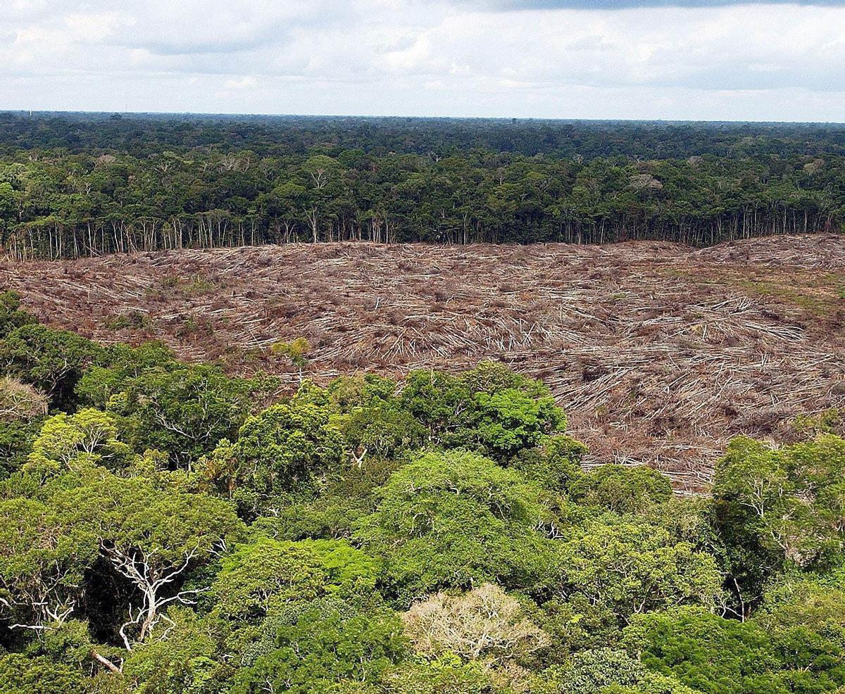 Árboles talados en la selva de la Amazonía (Brasil).