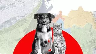 ¿Cuántos perros hay en Gijón y qué distrito es el que más tiene? Algunas zonas registran más de 14 canes por metro cuadrado