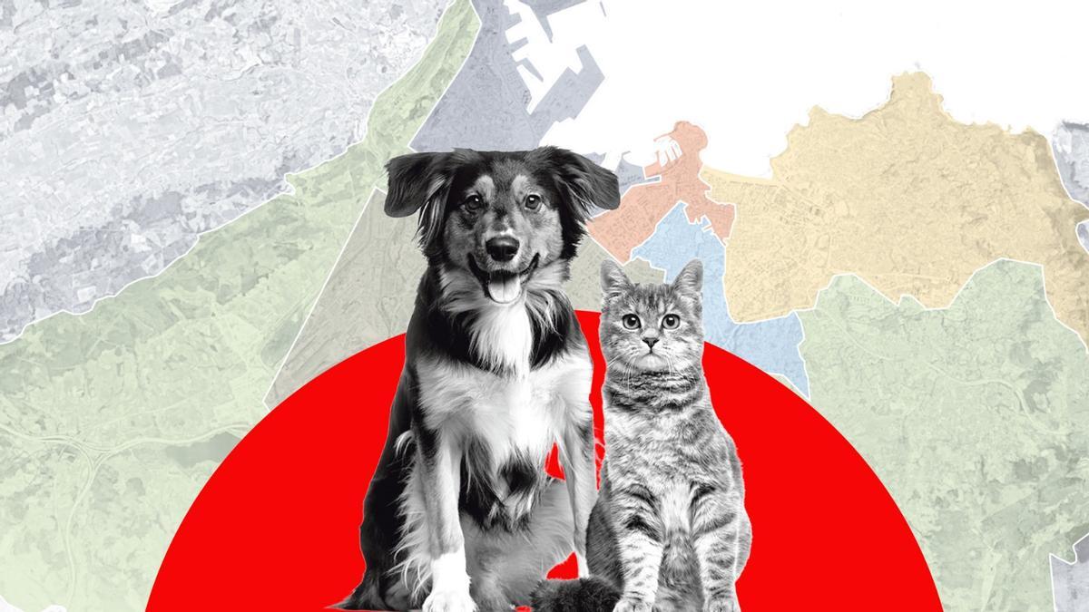 Perros y gatos por Gijón.