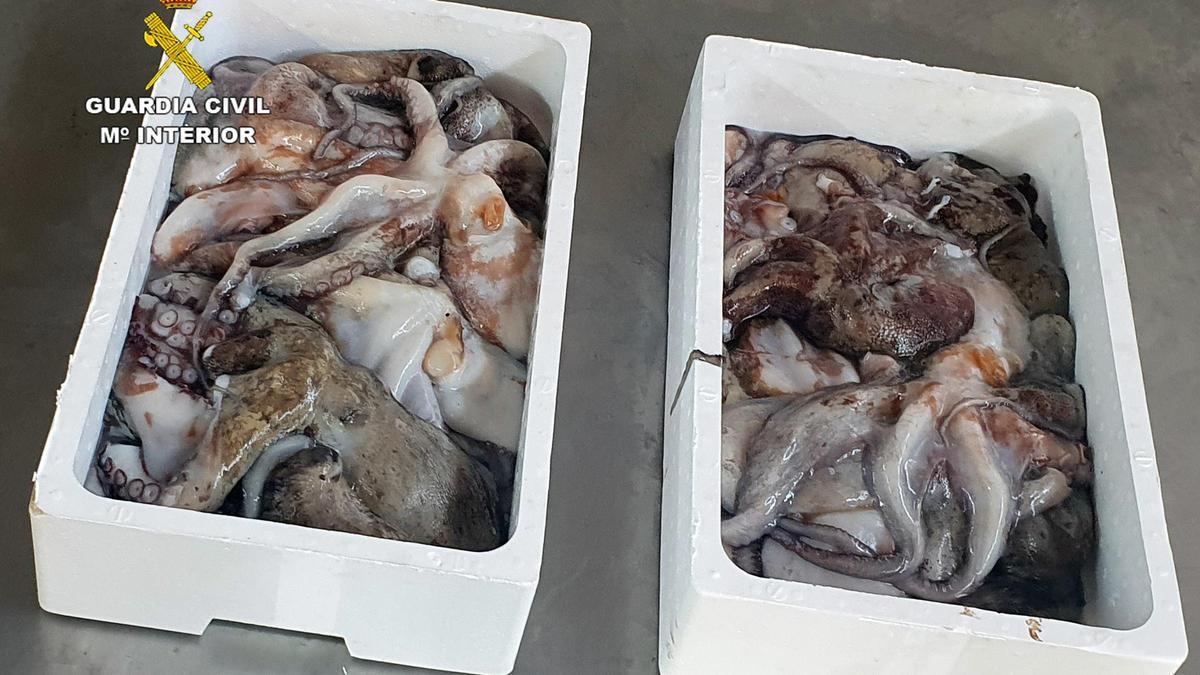Cargamento de pulpo incautado por la Guardia Civil.
