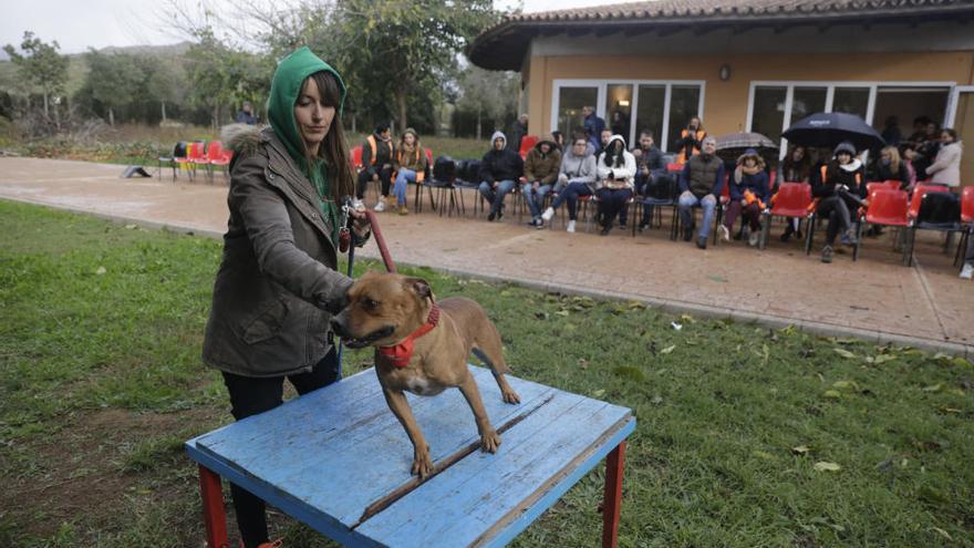 Desfile para evitar el sacrificio de perros abandonados