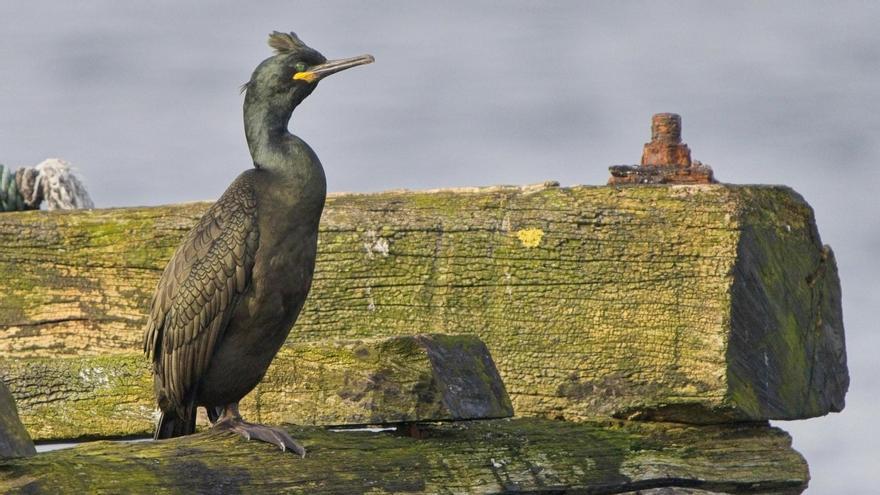 Un cormorán moñudo fotografiado en una batea por el naturalista Xabier V. Pumariño, durante una de las expediciones a bordo del barco &quot;Chasula&quot;.