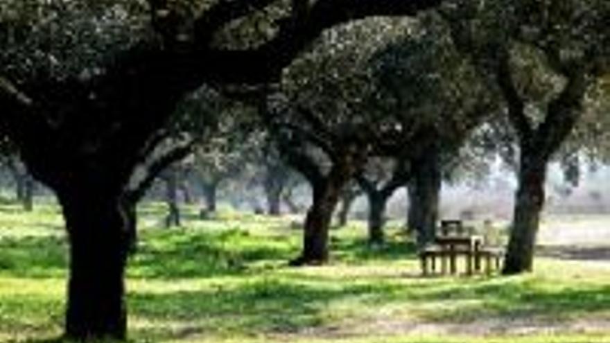 La CHG entregará en dos meses el parque de Tres Arroyos restaurado