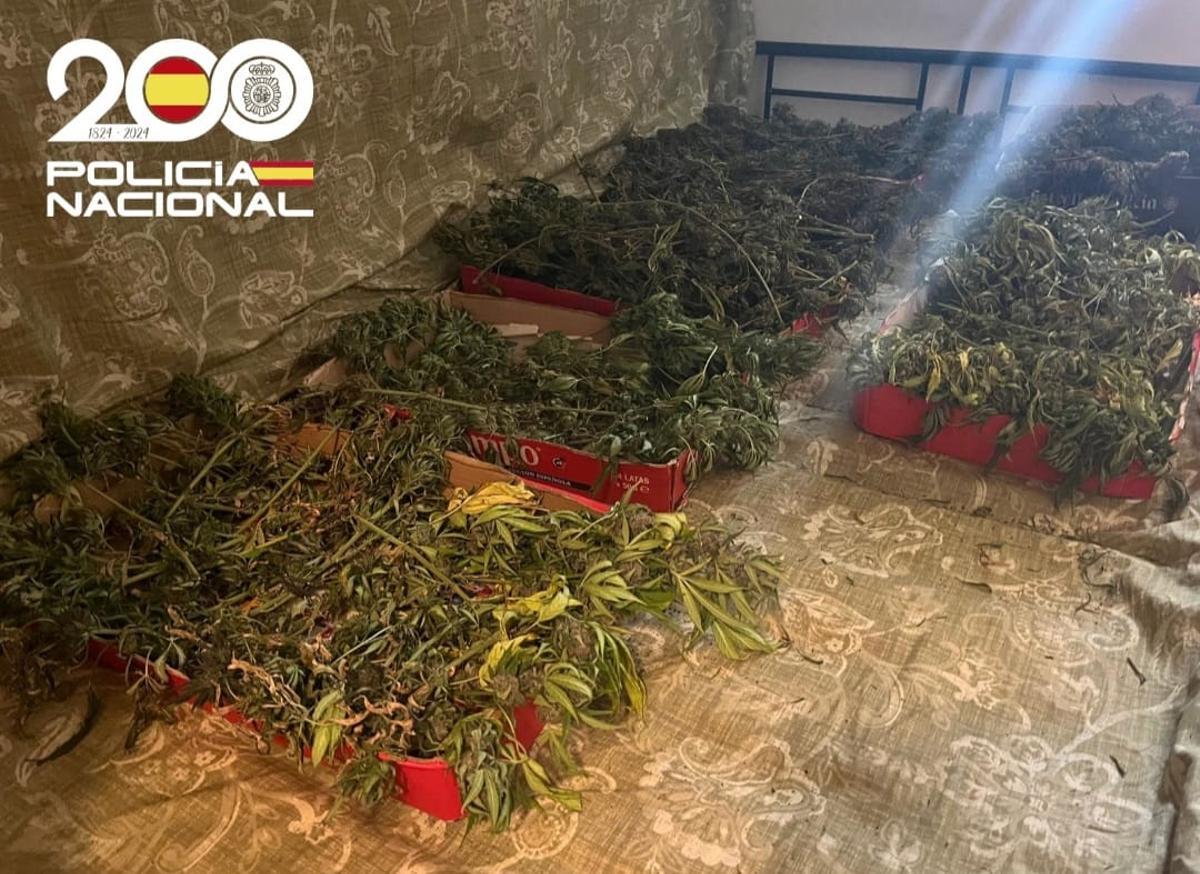 Plantas decomisadas por los agentes.