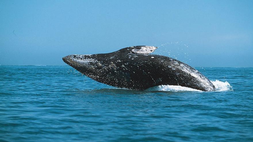La longitud de las ballenas grises se ha acortado en 1,64 metros en solo 20 años