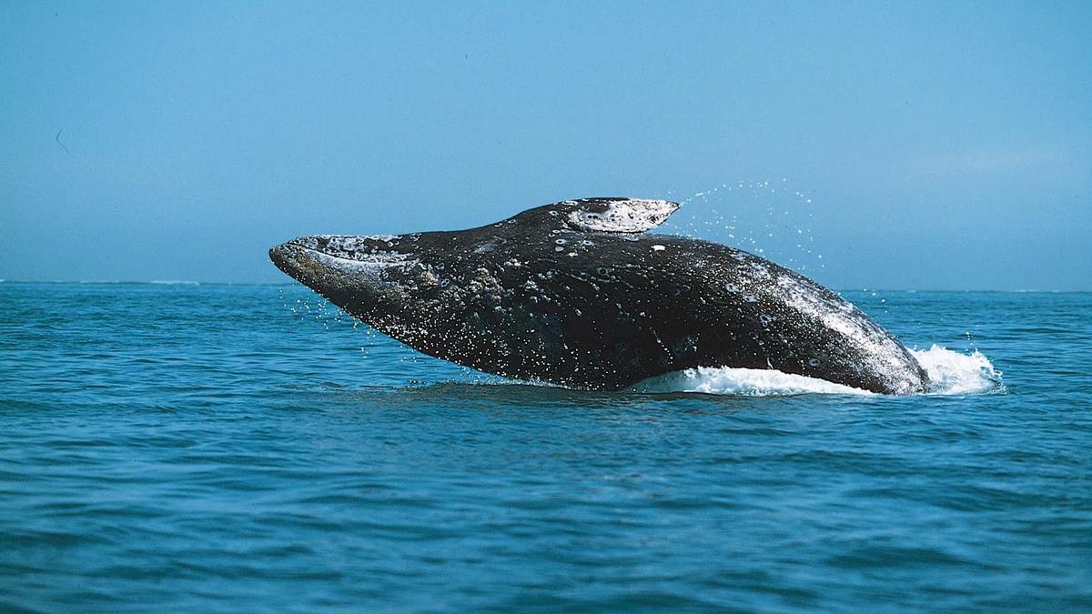 Las ballenas grises han perdido 1,64 metros de longitud en 20 años