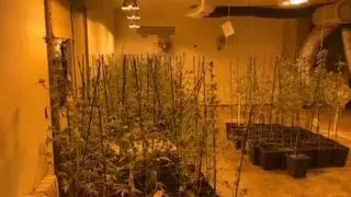 Tres detenidos y unas 700 plantas de marihuana intervenidas en una plantación en Alella