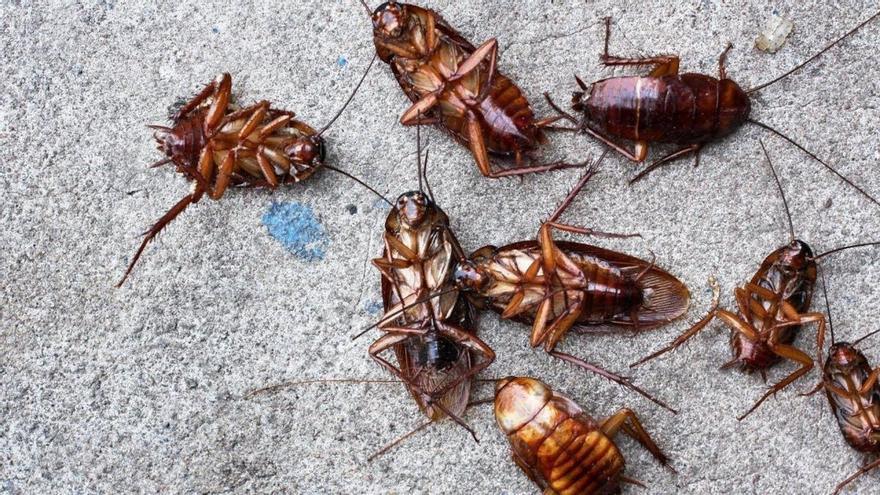 Cucarachas &quot;mutantes&quot; en Málaga: ¿por qué estos insectos se han vuelto inmunes a los insecticidas?