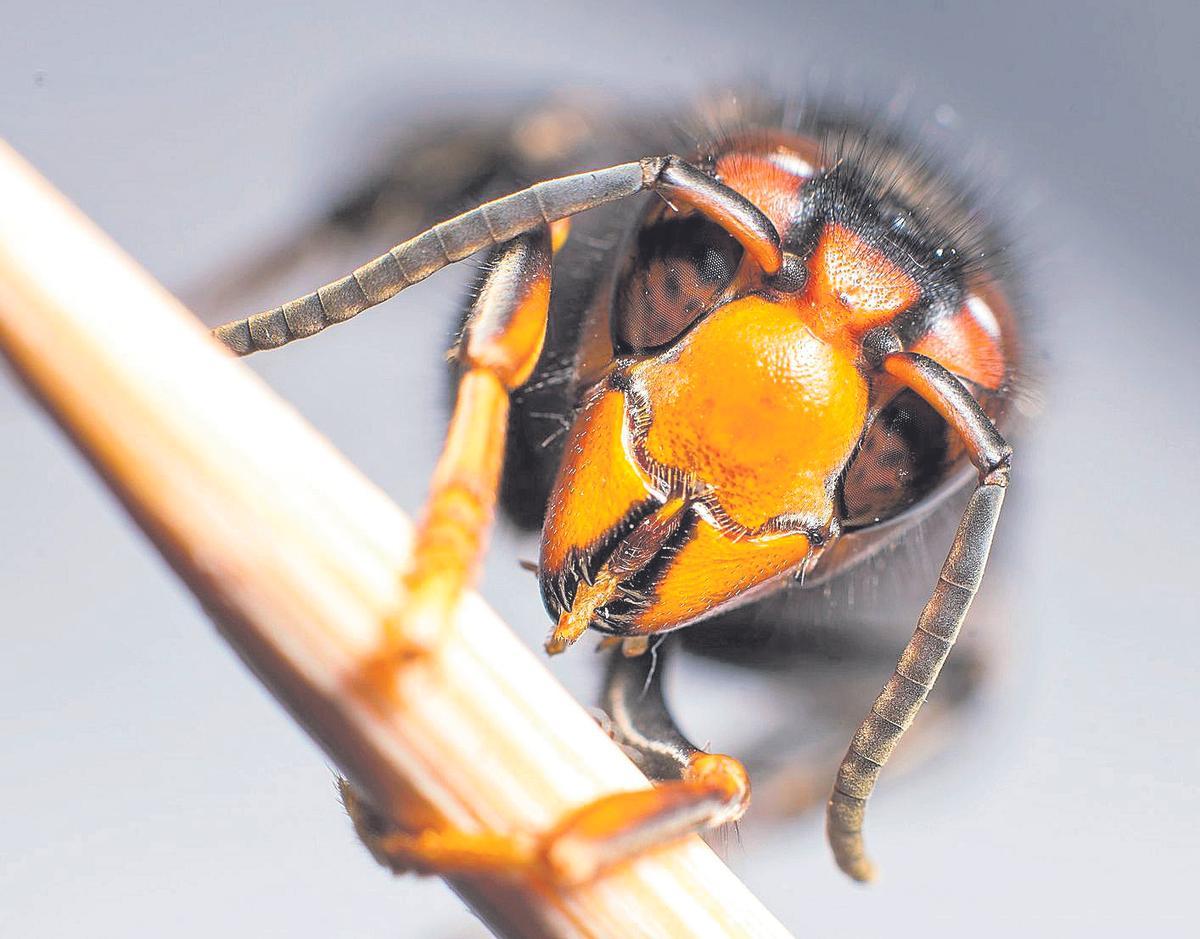 Catalunya es resigna i renuncia a  perseguir la invasora vespa asiàtica