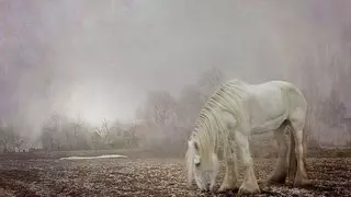 ¿Apariciones de fantasmas de animales muertos?