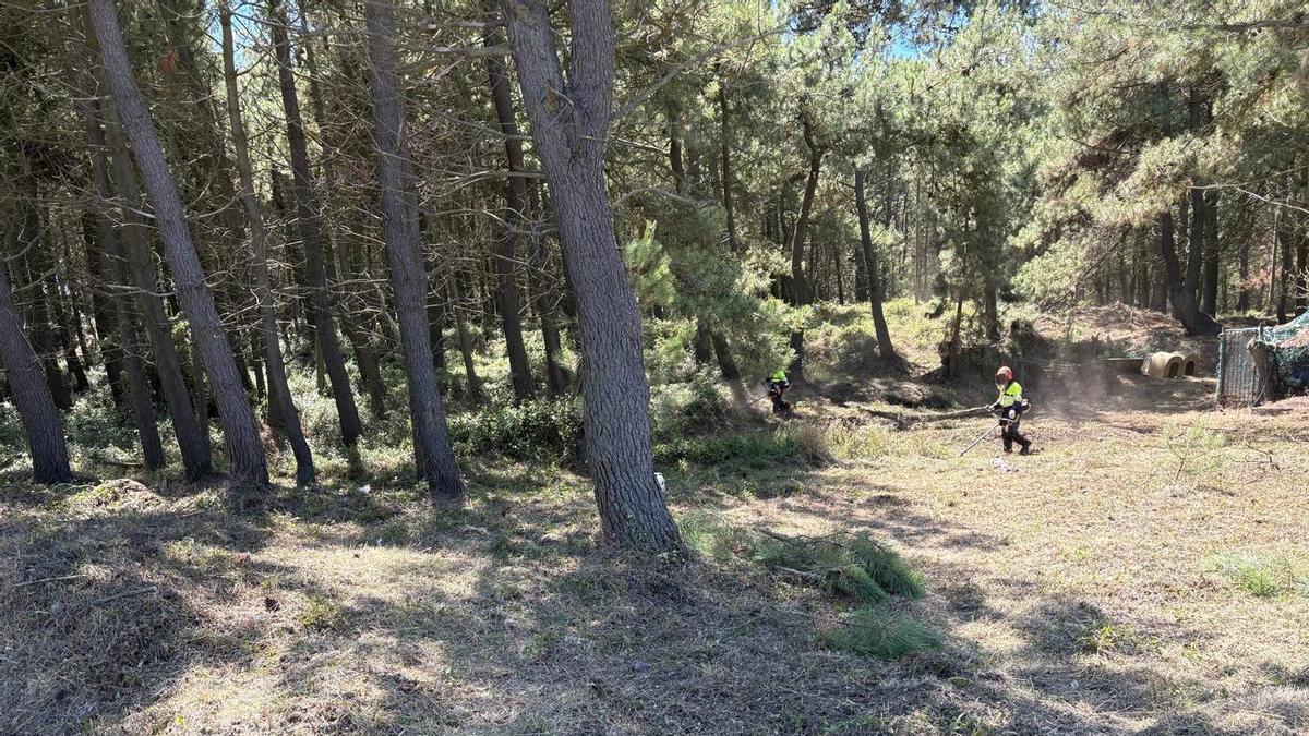 Operarios realizando labores de prevención de incendios en el pinar de San Juan de Nieva.