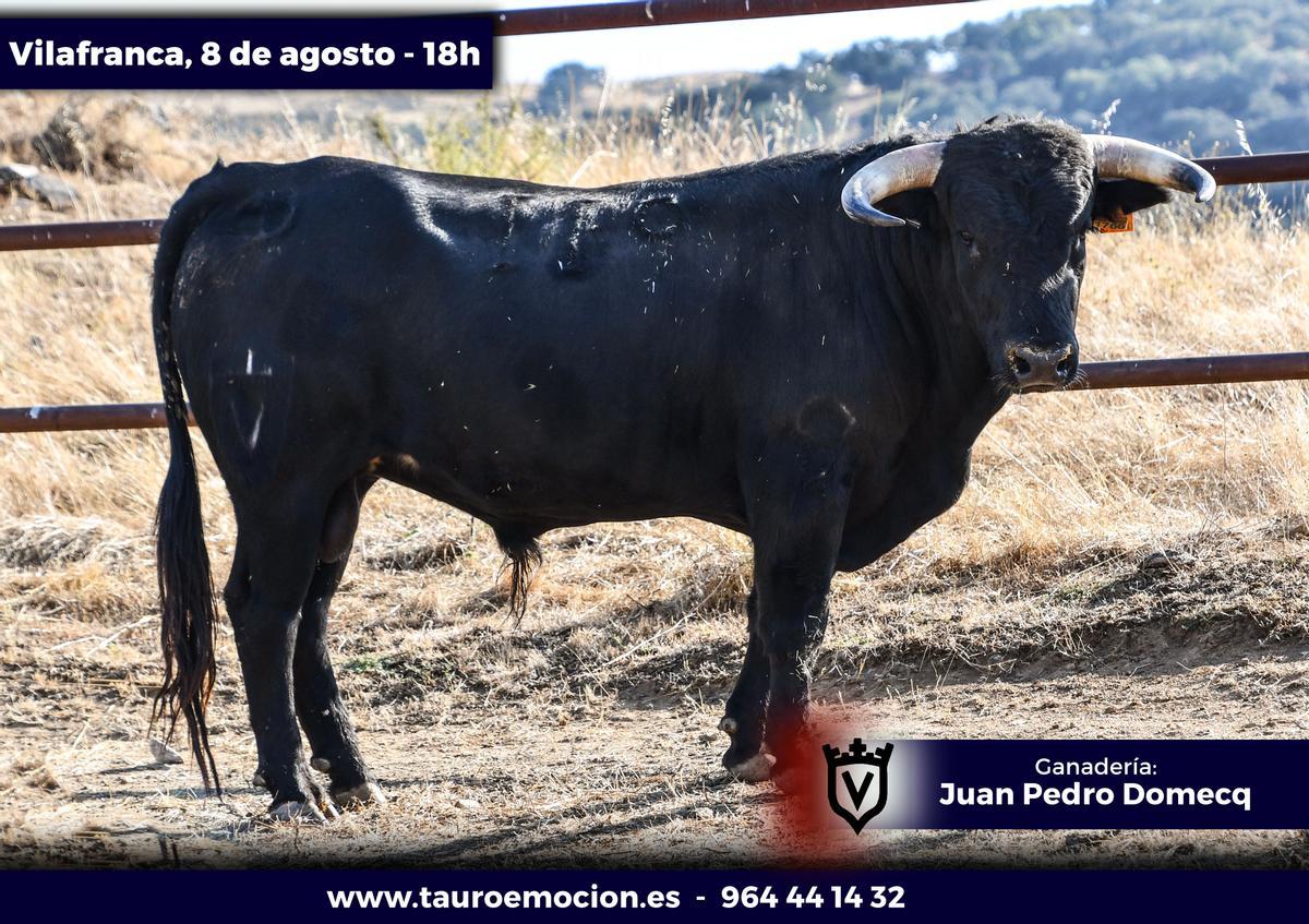 'Tratadista'. Número 119. Negro mulato.