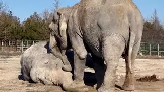 El luto de una elefanta por la muerte de su compañera