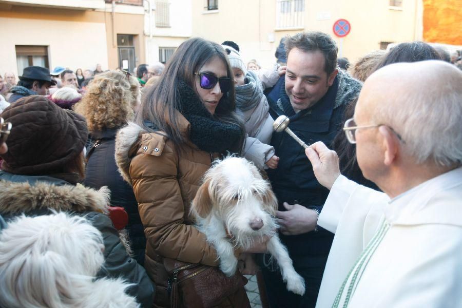 Los perros gobiernan por san Antón en Zamora