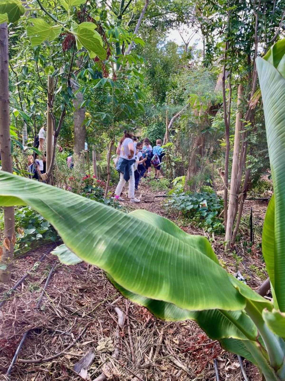 Bosque de Las Nieves, una masa verde ya habilitada en Adeje a la que se sumará el bosque termófilo proyectado para una zona al lado de la autopista.