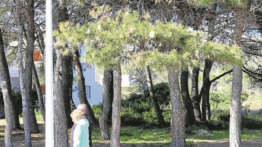 Eclosión de nidos de procesionaria a escasos metros de casas de Alcossebre