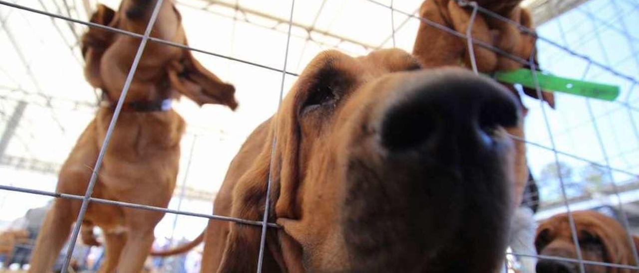 Algunos de los perros que participaron en la última feria, en 2015. // Bernabé/Gutier