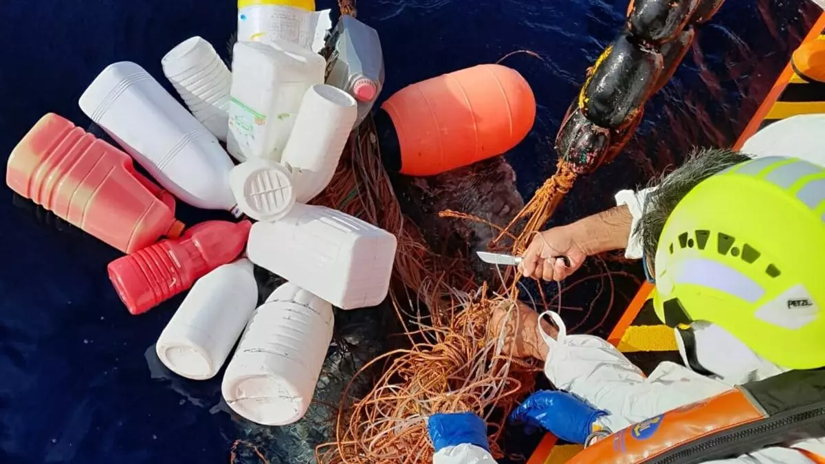 La odisea de Salvamento Marítimo para liberar a un pez luna de un mar de plásticos en Canarias