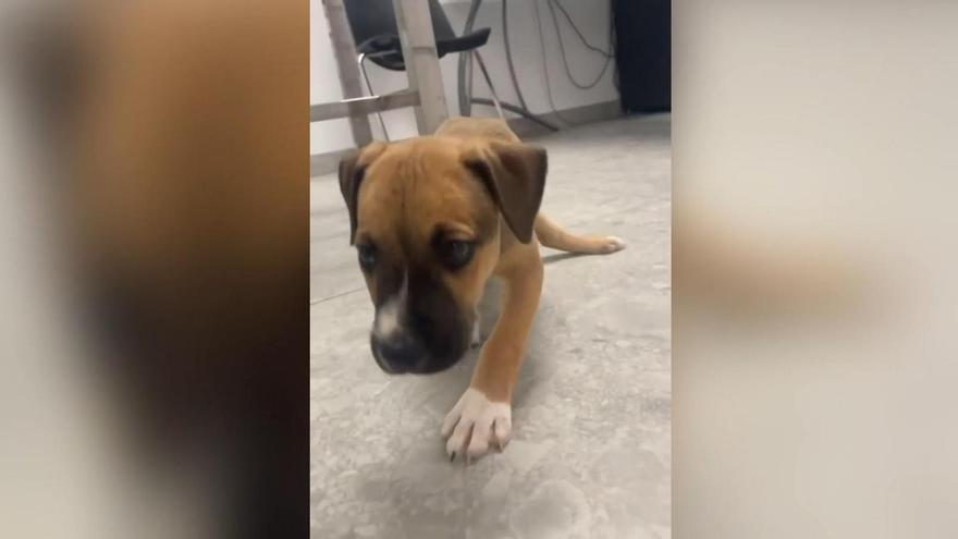 Ayudemos a Zeraus: la protectora Spax organiza una rifa solidaria para tratar al cachorro abandonado