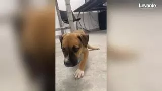 La protectora Spax organiza una rifa para tratar a "Zeraus": el cachorro al que abandonaron frente a sus instalaciones