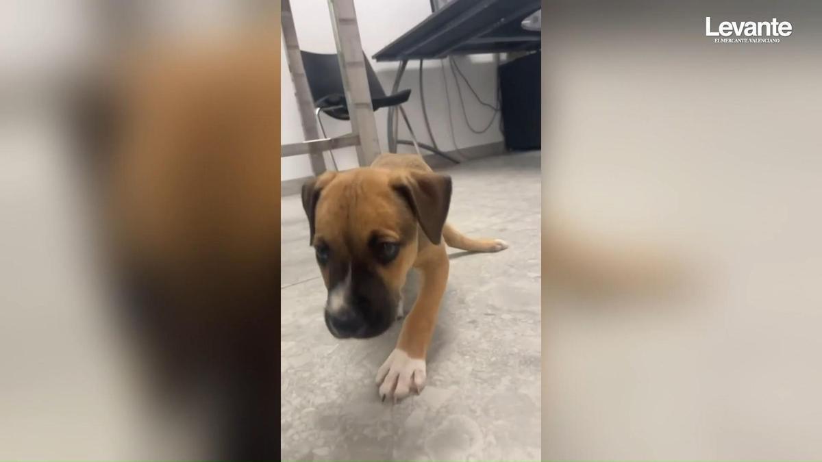 Ayudemos a Zeraus: la protectora Spax organiza una rifa solidaria para tratar al cachorro abandonado