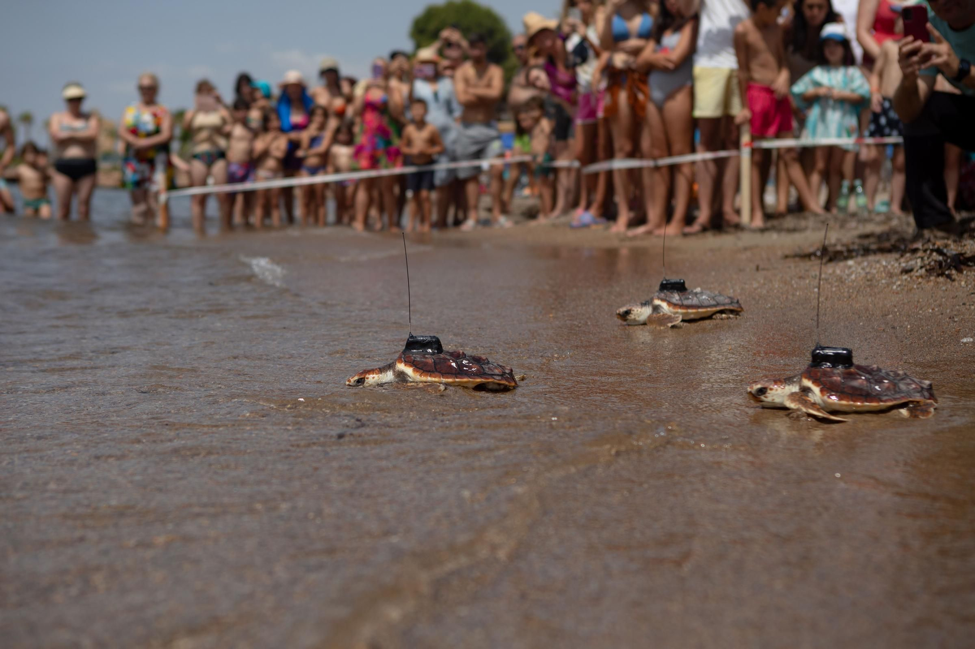 Sueltan 21 tortugas bobas en su hábitat natural en Isla Plana