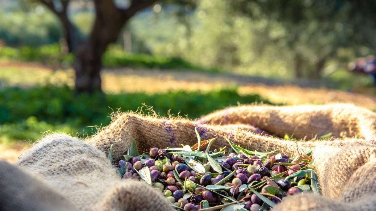 La agricultura ecológica andaluza es la alternativa a un futuro más rentable en términos económicos y ambientales