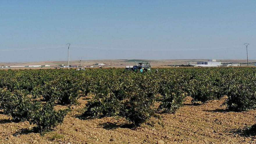 Agricultura repartirá 107 millones para programas vitivinícolas