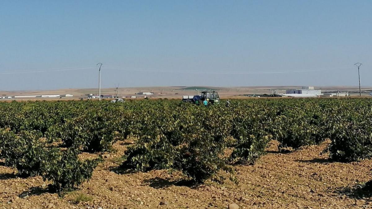 Viñedos cultivados en una parcela inscrita en el registro de la Denominación de Origen Toro | M. J. C.