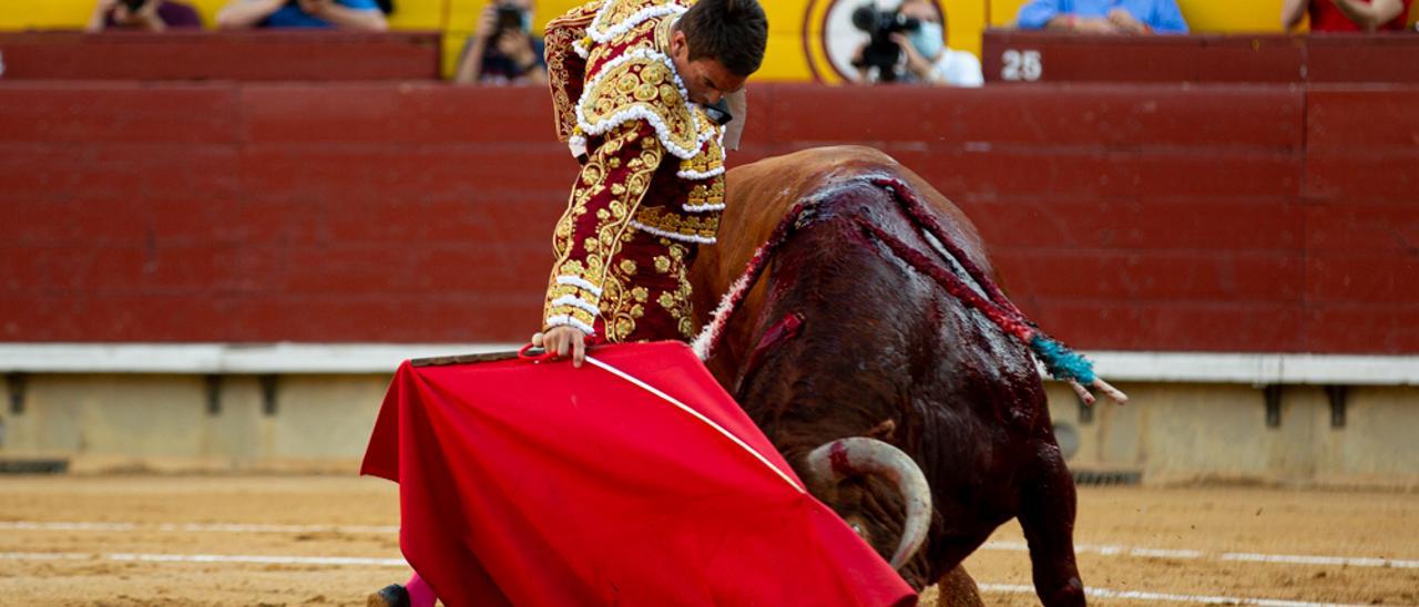 José María Manzanares logró cortar las dos orejas a este excelente toro de Garcigrande en la Feria de junio pasado en Castellón.