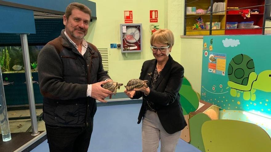 Medio Ambiente entrega dos tortugas mora al Museo de la Ciencia y el Agua de Murcia