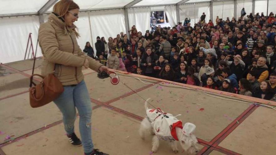 Numeroso público asiste el concurso de mascotas organizado en Toro.