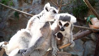 Nace un lémur en el Loro Parque: una esperanza para la especie amenazada por la extinción