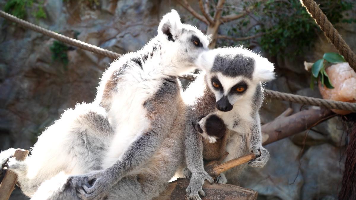 Familia de lémures con el bebé en Loro Parque.