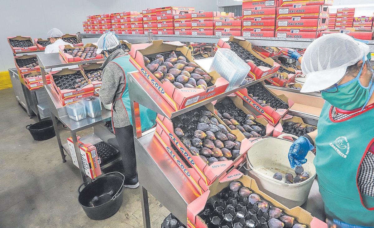 Envasado de breva en la cooperativa Albafruits de Albatera, en una imagen de 2020