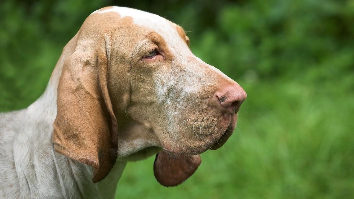 Bloodhound. Las razas de perro más tranquilas
