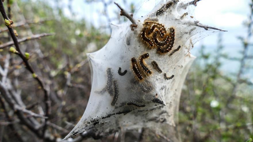 La vida de tu perro corre peligro si se encuentra con este insecto: así lo alerta la Policía Nacional