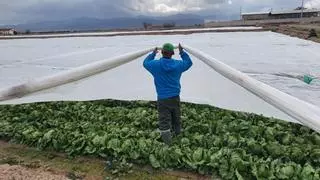 Mantas térmicas, parafina o molinos de viento: el campo se prepara para el frío