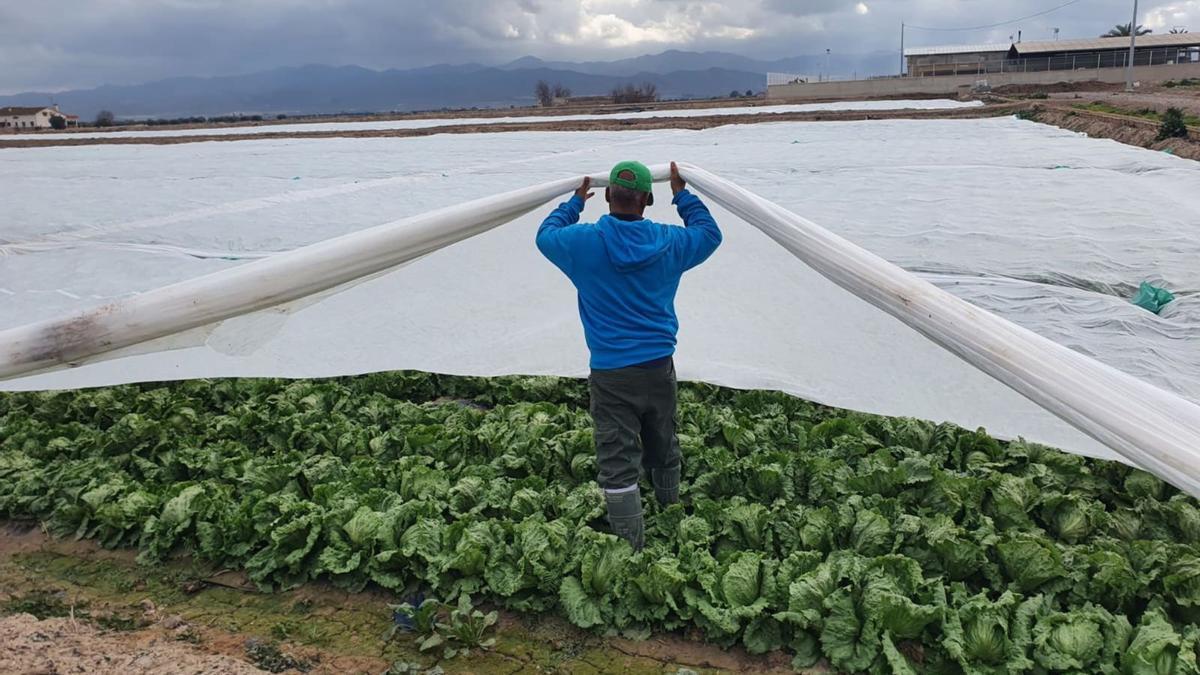 Un obrero colocaba mantas térmicas en una plantación de lechugas iceberg de la pedanía lorquina de La Hoya, este lunes. L.O.