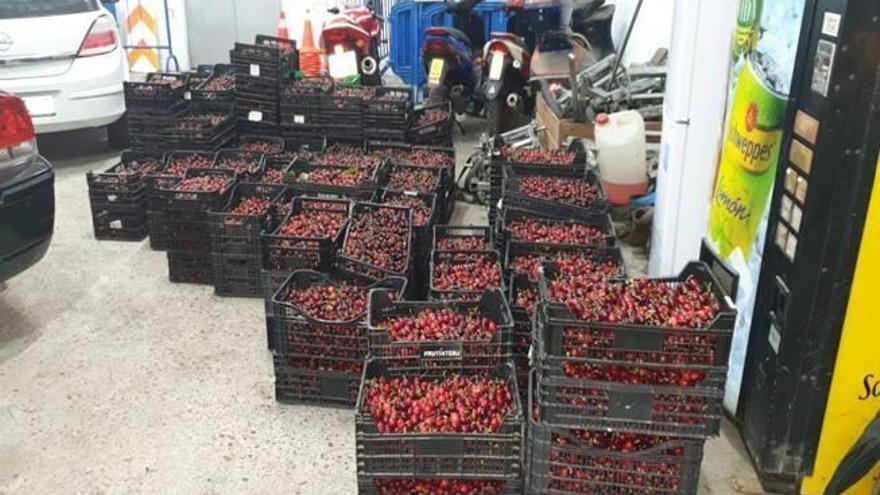 Requisados 1.300 kilos de cerezas en el mercadillo