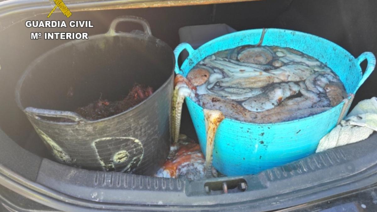 Los capachos, guardados en el maletero de un vehículo, con 45 kilos de pulpo y ocho de centolla.