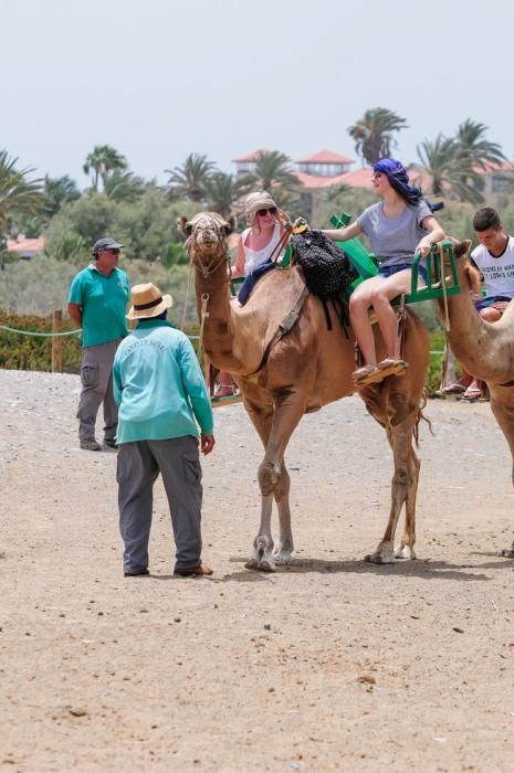 Reportaje excursiones con camellos en las Dunas ...