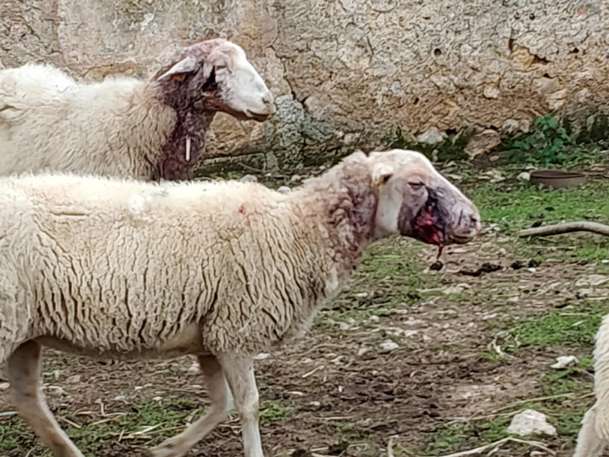 Una de las ovejas heridas tras el ataque de dos perros en una finca de Manacor.