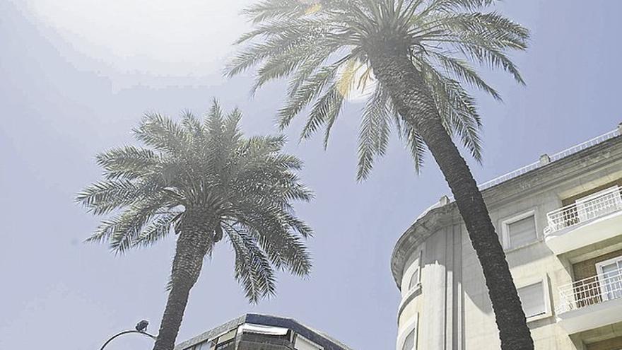 Las palmeras de la avenida de Huelva se podarán